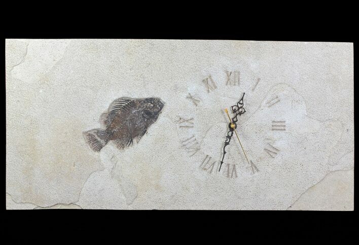 Tall Clock With Cockerellites Fish Fossil - Wyoming #64207